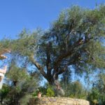 Sweet Villa Issos - Linia - Image 21